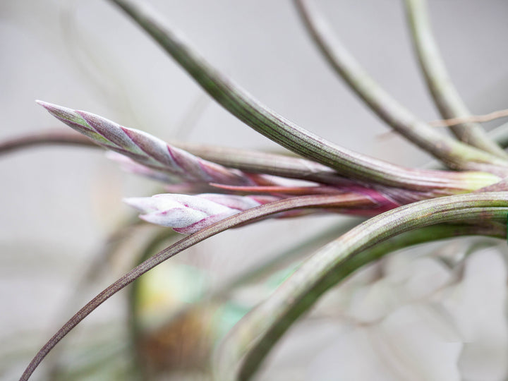 Close up of Tillandsia Baileyi Air Plant Bloom Spike