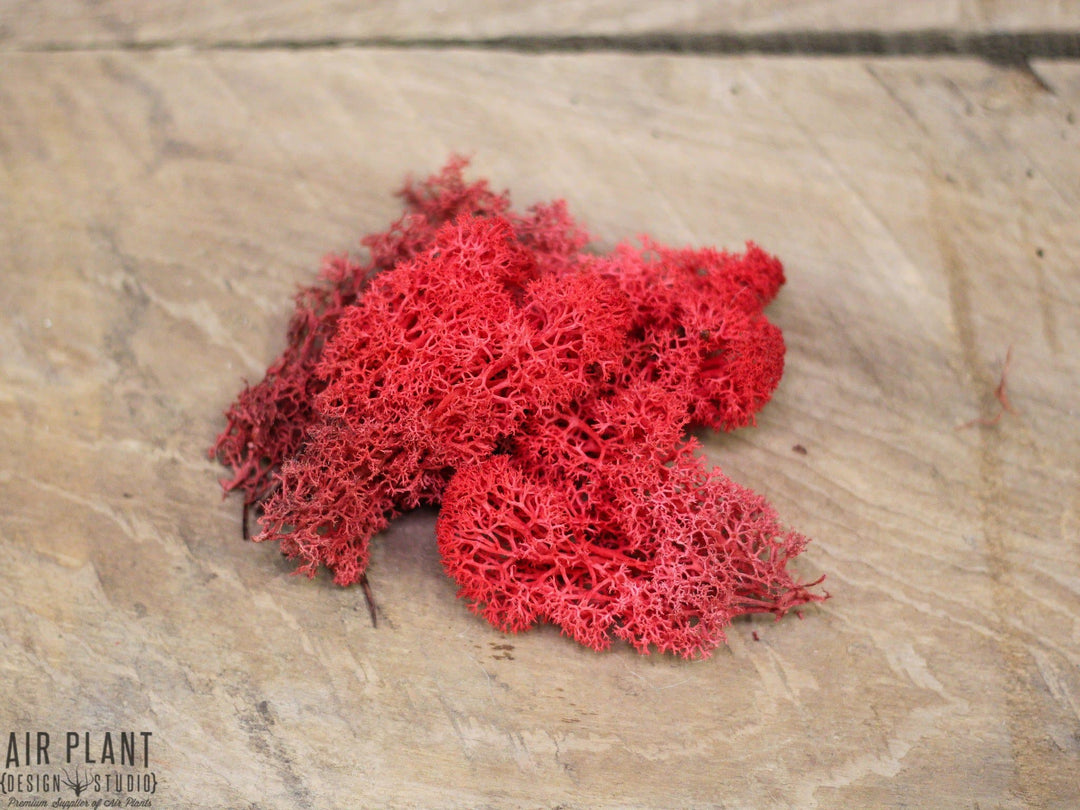 bright red reindeer moss for terrarium