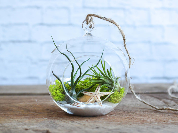 Flat Bottom Glass Globe Terrarium with Sand, Shells, Moss and Assorted Tillandsia Air Plants