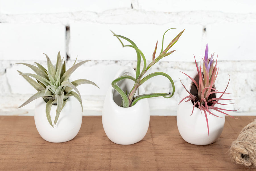 3 Small Ivory Ceramic Planters with Tillandsia Harrisii, Caput Medusae and Ionantha Air Plants