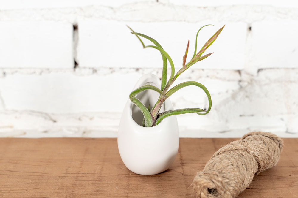 Large Ivory Ceramic Vase with Tillandsia Caput Medusae Air Plant