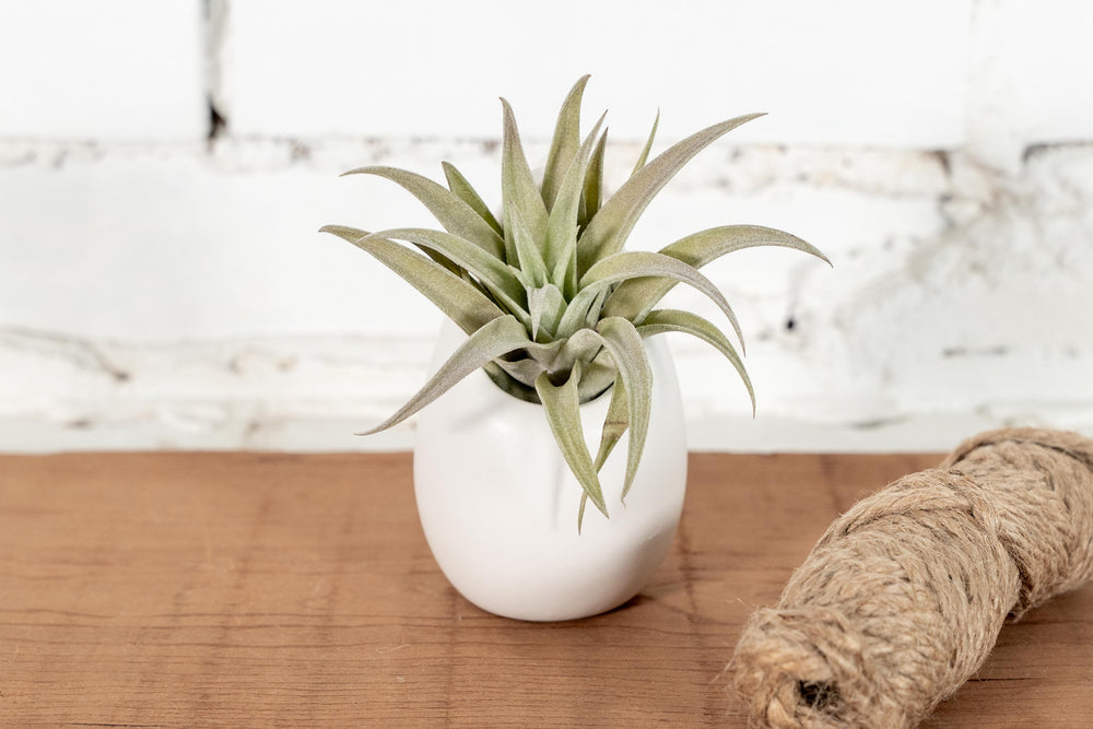 Small Ivory Ceramic Planter with Tillandsia Harrisii Air Plant