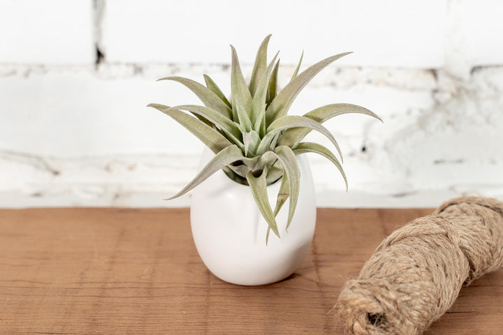 Large Ivory Ceramic Vase with Tillandsia Harrisii Air Plant