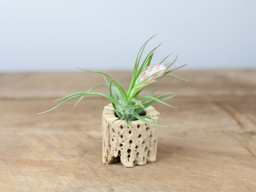 Tillandsia Stricta Air Plant in a Cholla Cactus Skeleton Container