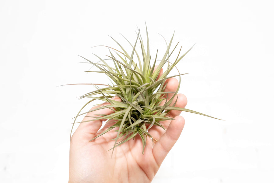 Hand Holding a Tillandsia Tenuifolia Air Plant Clump