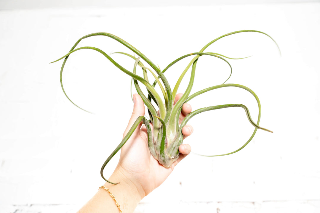 Tillandsia Caput Medusae Air Plant 