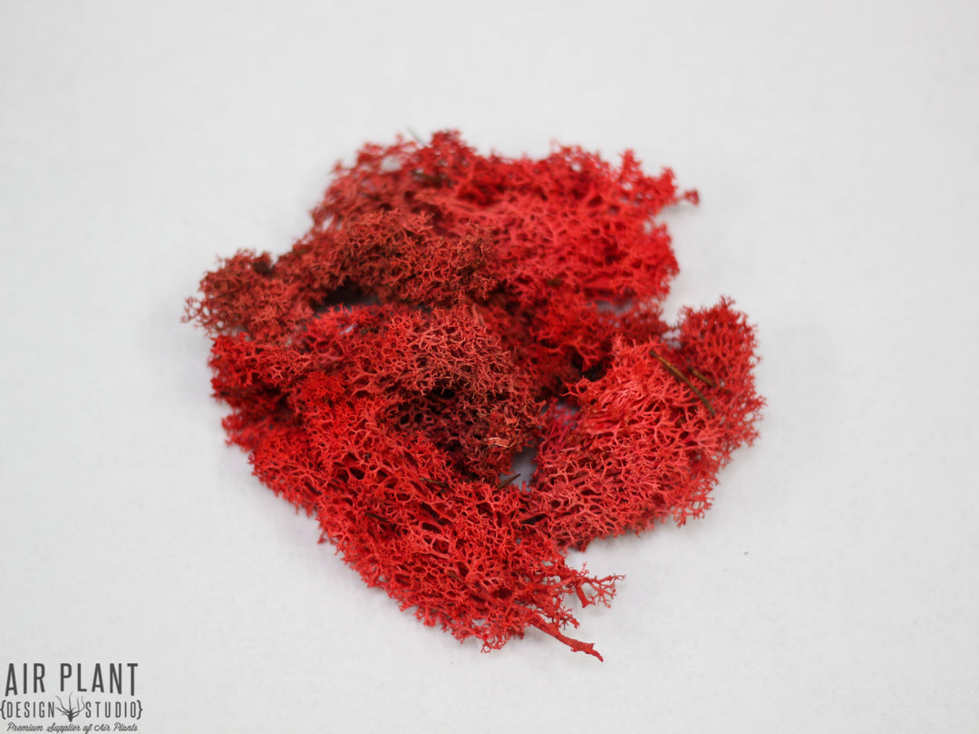 Red Reindeer Moss