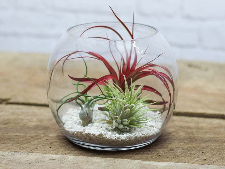 Glass Bubble Bowl Terrarium with Sand and 3 Assorted Tillandsia Air Plants