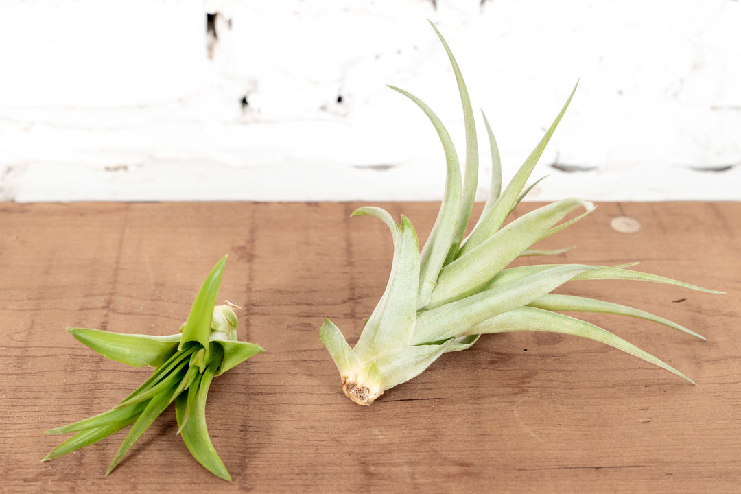 1 Small and 1 Large Tillandsia Abdita Brachycaulos Air Plants