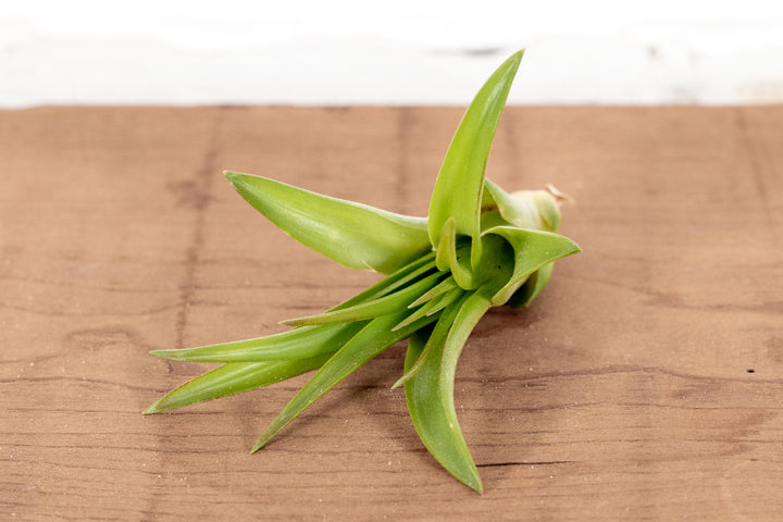 Tillandsia Abdita Brachycaulos Air Plant