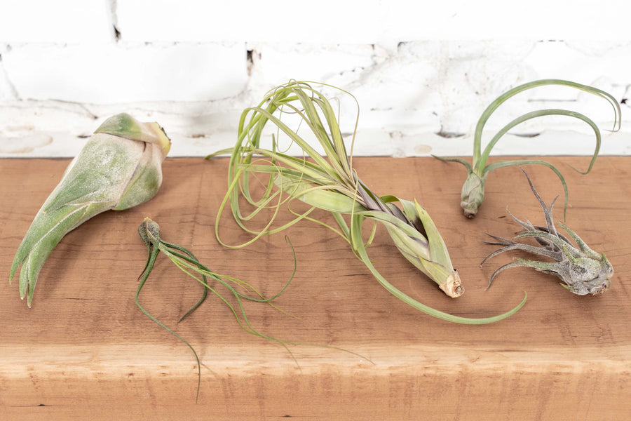 Tillandsia Seleriana, Butzii, Balbisiana, Baileyi and Pruinosa Air Plants