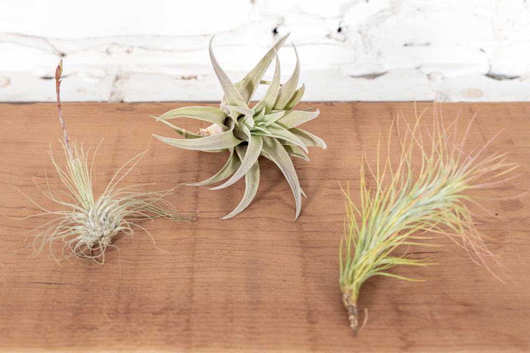 Tillandsia Argentea Thin, Harrisii, and Funckiana Air Plants