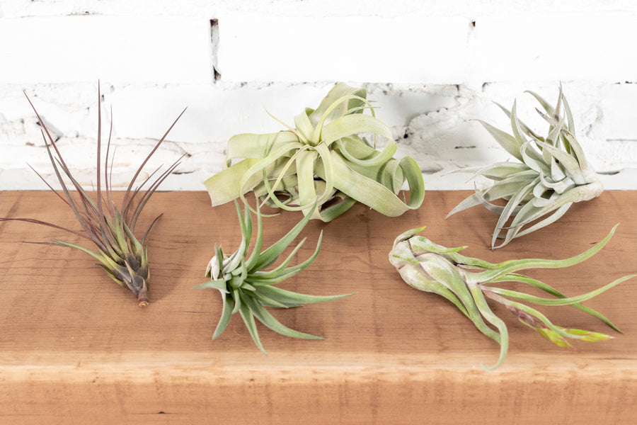 Assorted Tillandsia Air Plants