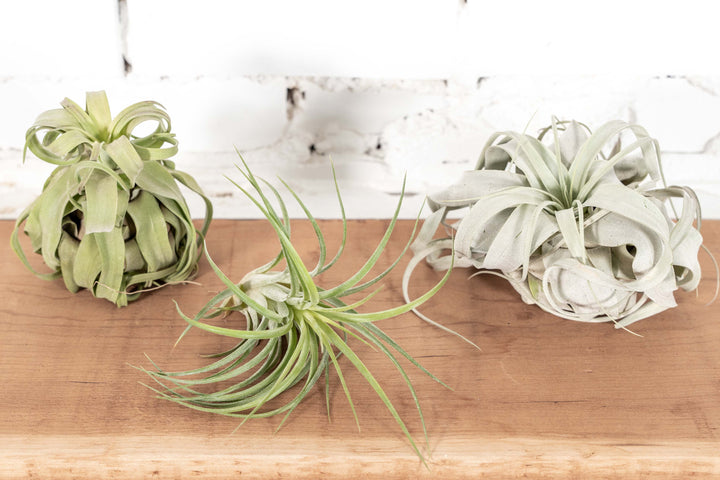 Tillandsia Streptophylla, Victoriana and Xerographica Air Plants