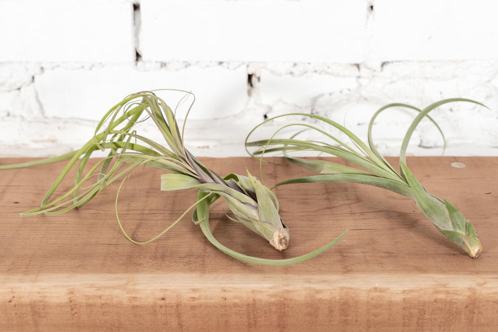 2 Tillandsia Balbisiana Air Plants