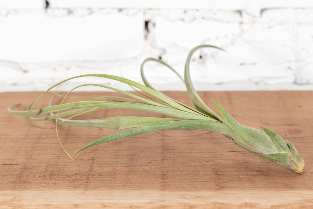 Tillandsia Balbisiana Air Plant