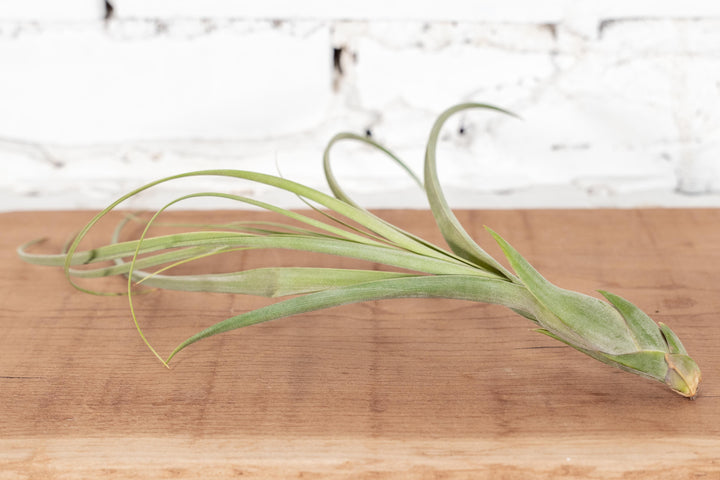 Large Tillandsia Balbisiana Air Plant