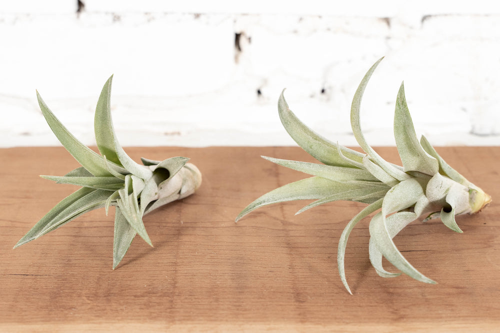 Tillandsia Capitata Peach Air Plants