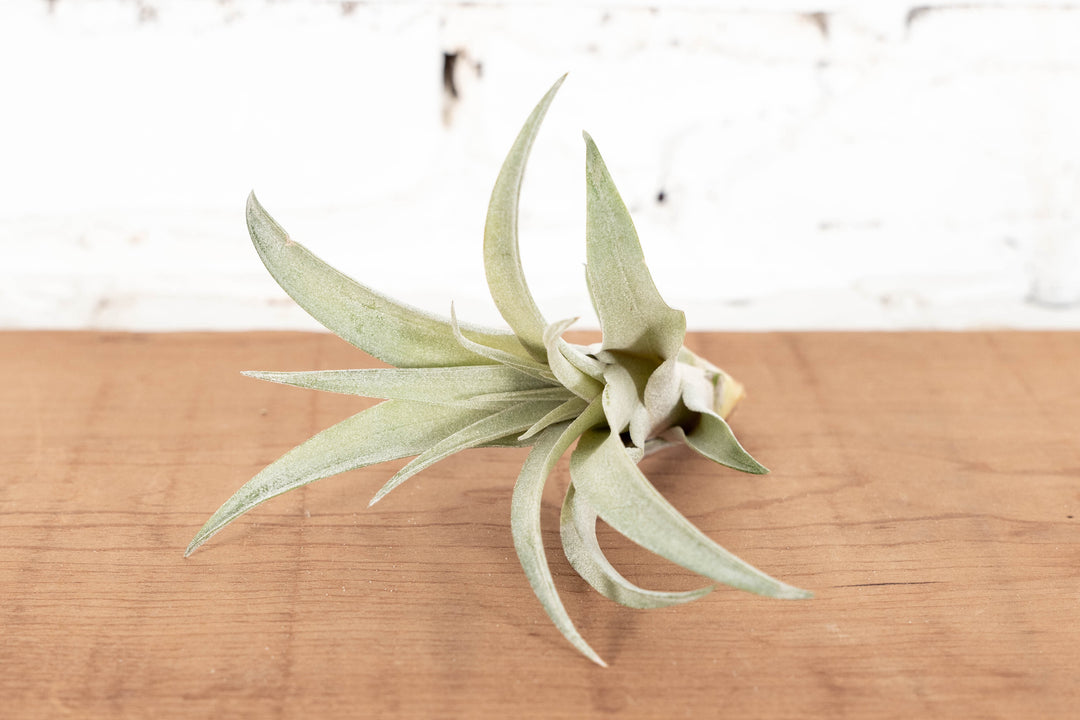 Small Tillandsia Capitata Peach Air Plant