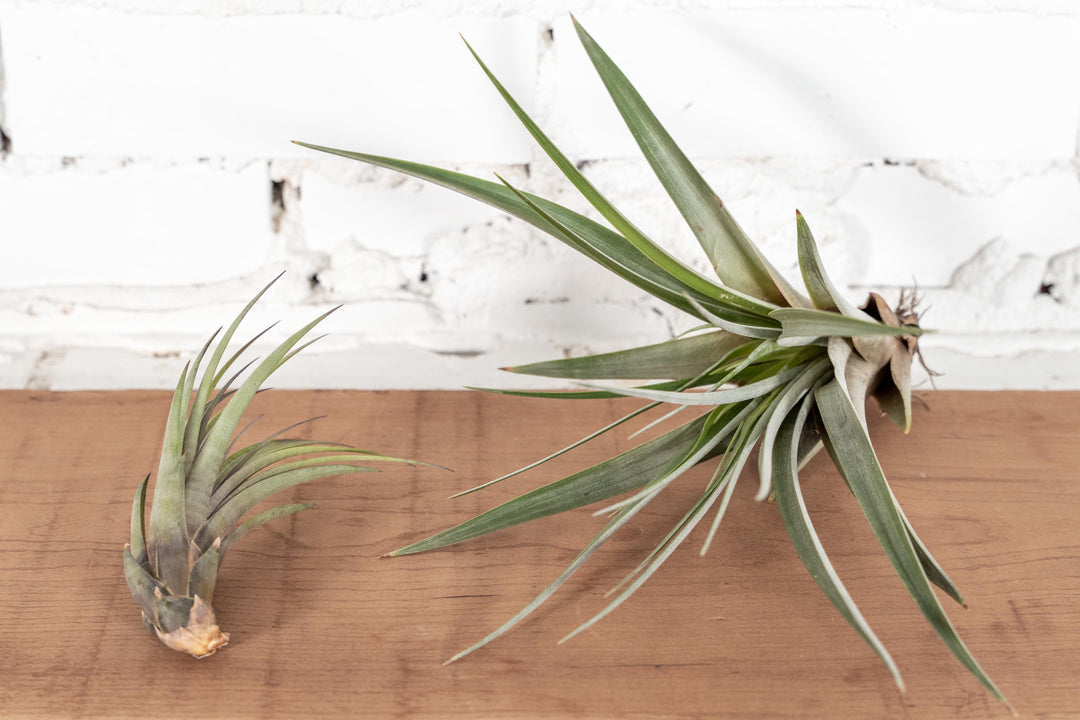 1 Small and 1 Large Tillandsia Fasciculata Air Plant