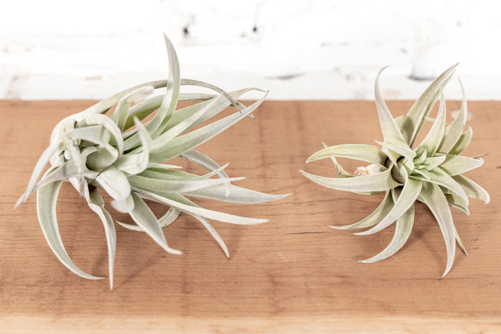 Wholesale: Large Tillandsia Harrisii Air Plants | 5-7 Inch Plants