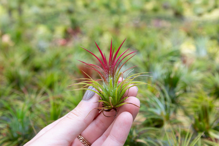 Hand Holding Tillandsia Ionantha Fuego Air Plant