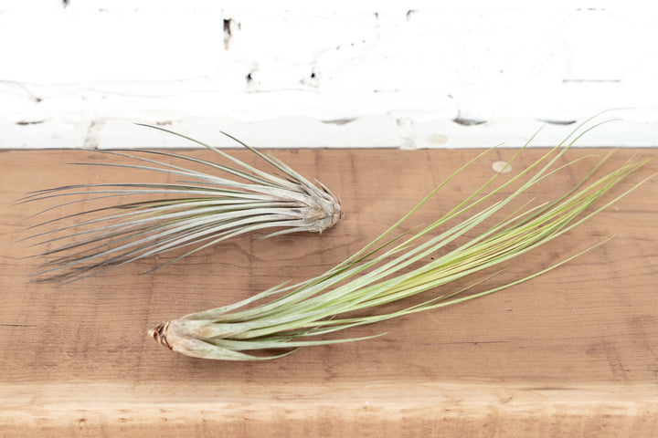 Wholesale: Large Juncea Air Plants | 8-12 Inch Plants