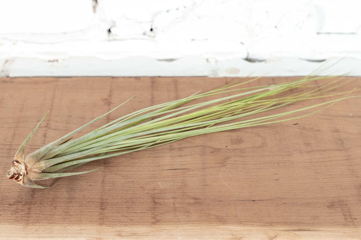 Tillandsia Juncea Air Plant