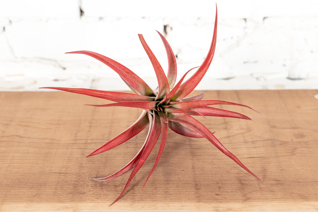 Large Tillandsia Red Abdita Brachycaulos  Air Plants