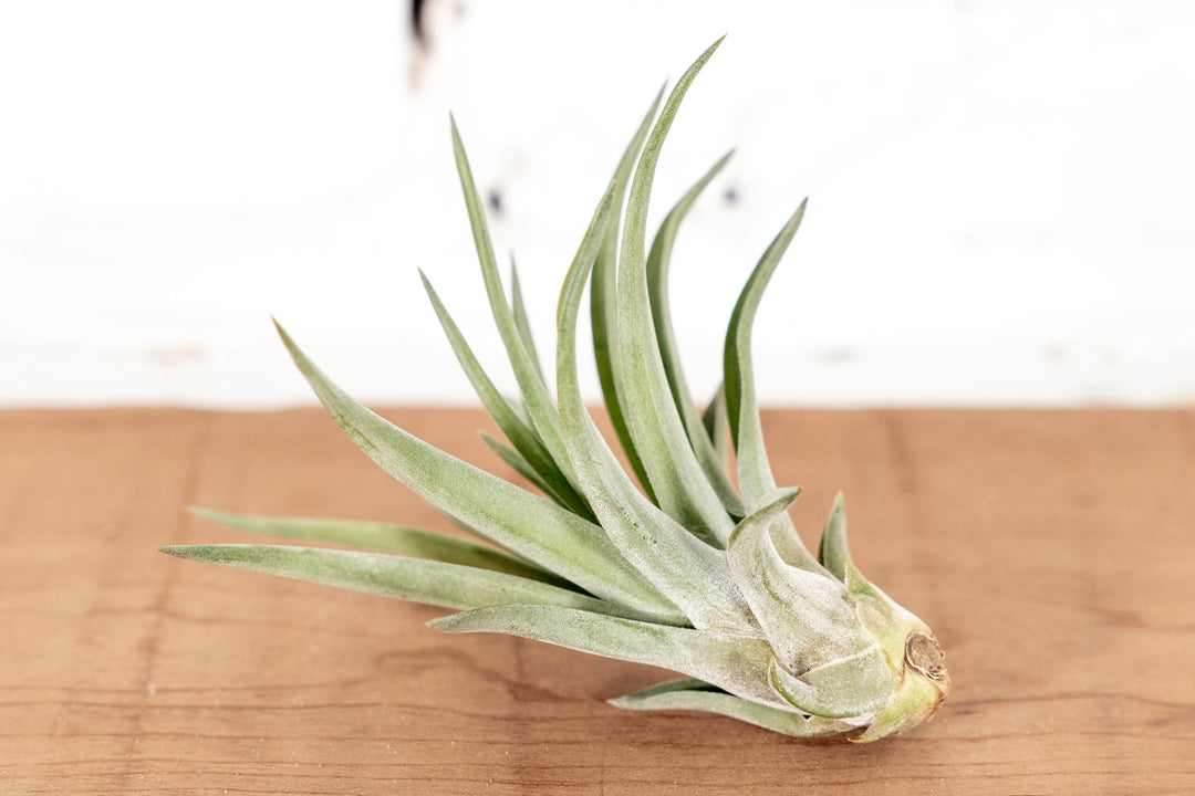 Tillandsia Velutina Air Plant