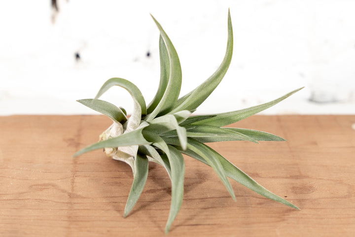 Wholesale: Large Tillandsia Velutina Air Plants | 4-6 Inch Plants