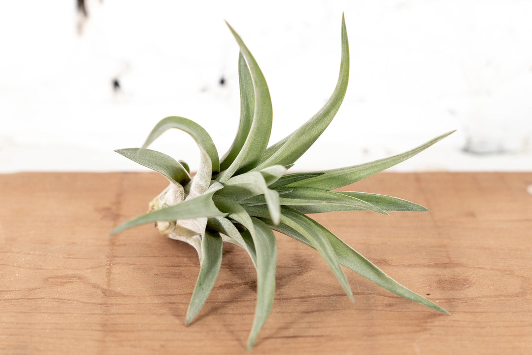 Tillandsia Velutina Air Plant