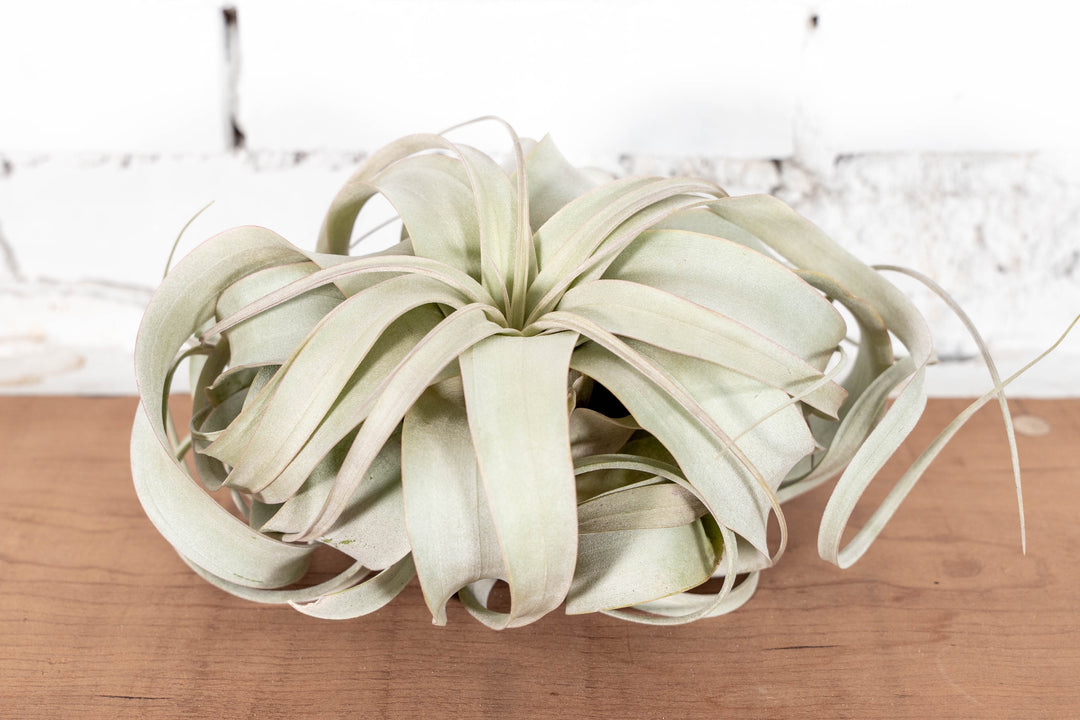 Large Tillandsia Xerographica Air Plant