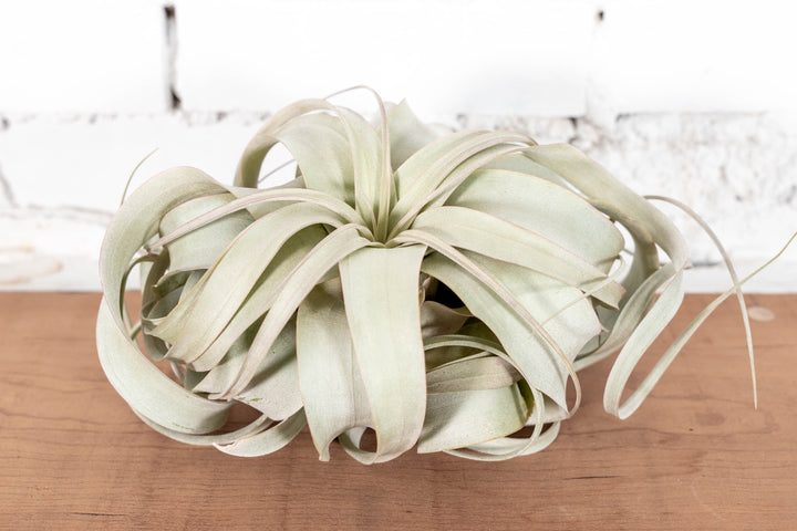 Large Tillandsia Xerographica Air Plant