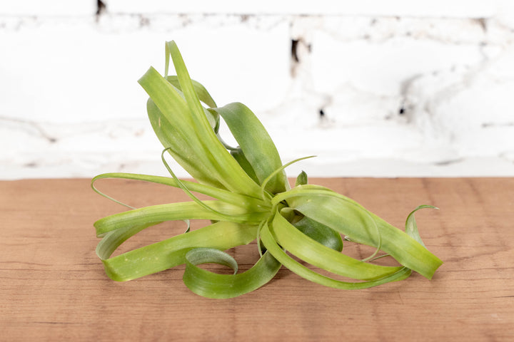 Tillandsia Polystachia Air Plant