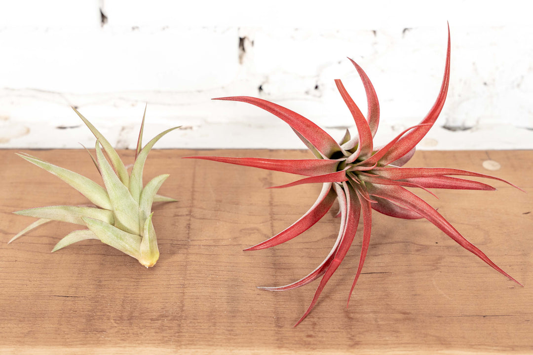 1 Small and 1 Large Tillandsia Red Abdita Brachycaulos Air Plant