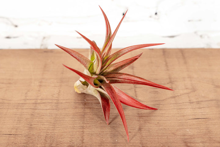 Wholesale: Tillandsia Brachycaulos Abdita Red Air Plants