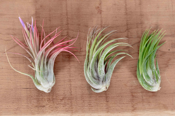 3 Large Tillandsia Ionantha Scaposa Air Plants