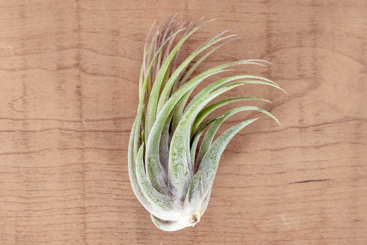 Tillandsia Ionantha Scaposa Air Plant