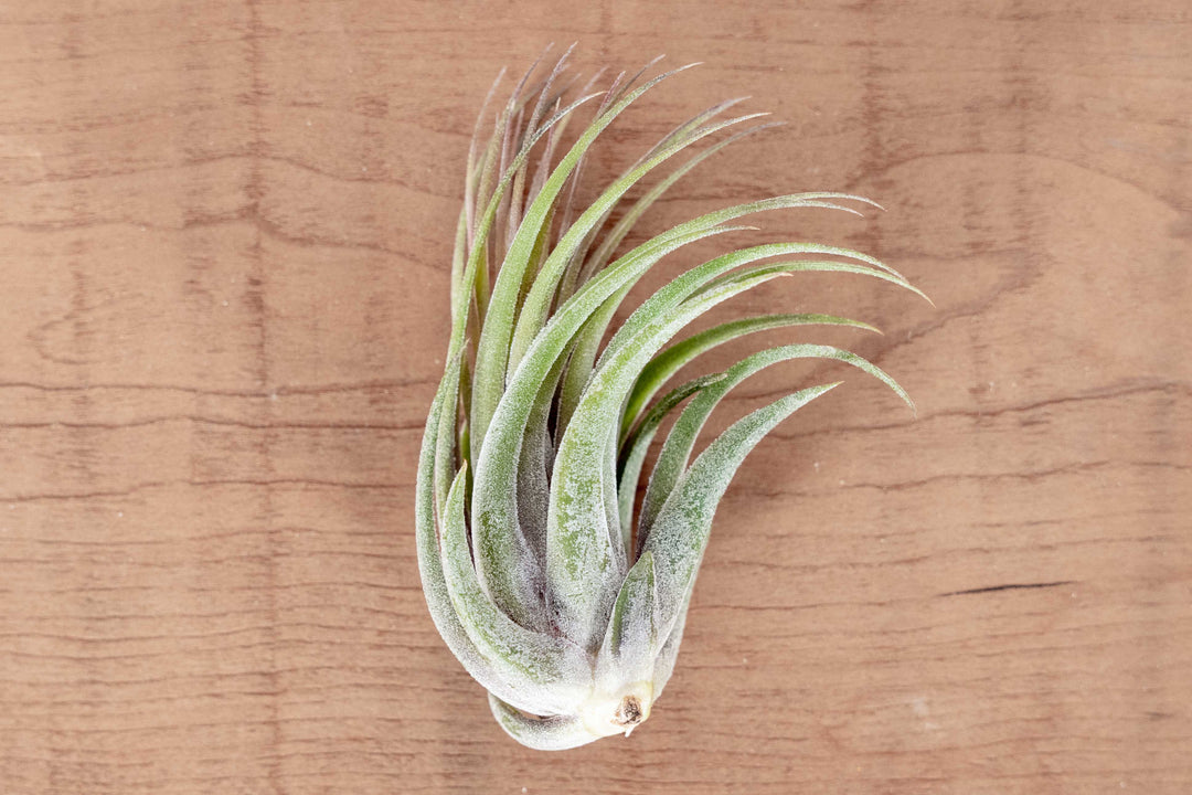 Large Tillandsia Ionantha Scaposa Air Plant