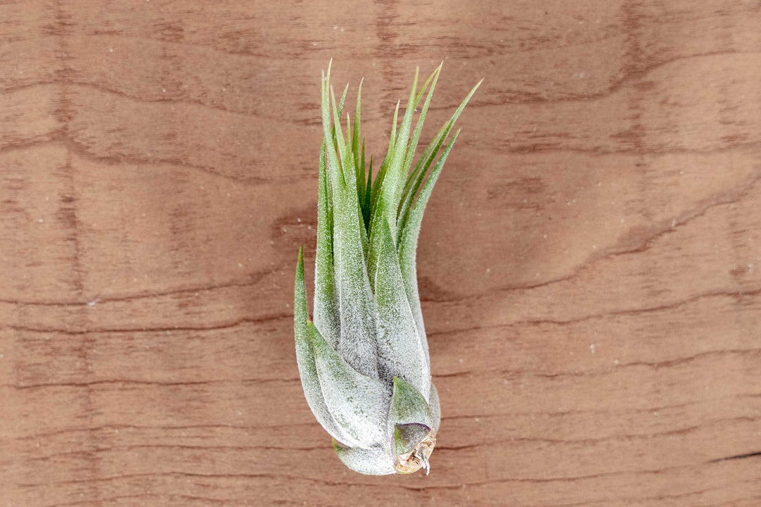 Tillandsia Ionantha Scaposa Air Plant