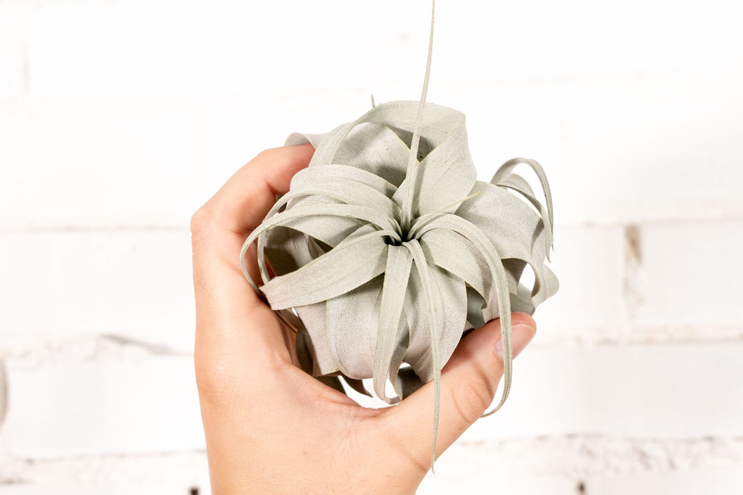 Tillandsia Seedling Xerographica Air Plant