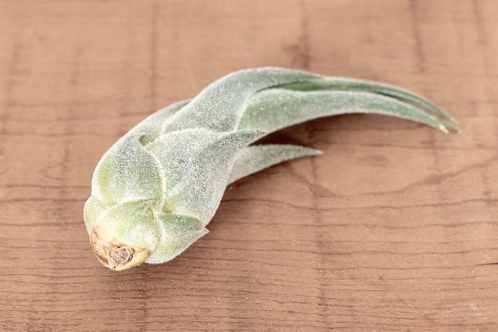 Tillandsia Seleriana Air Plant