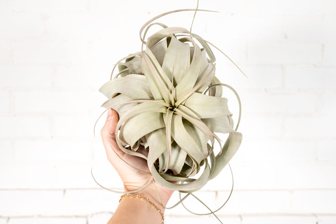 3 Large T. Xerographica for $36