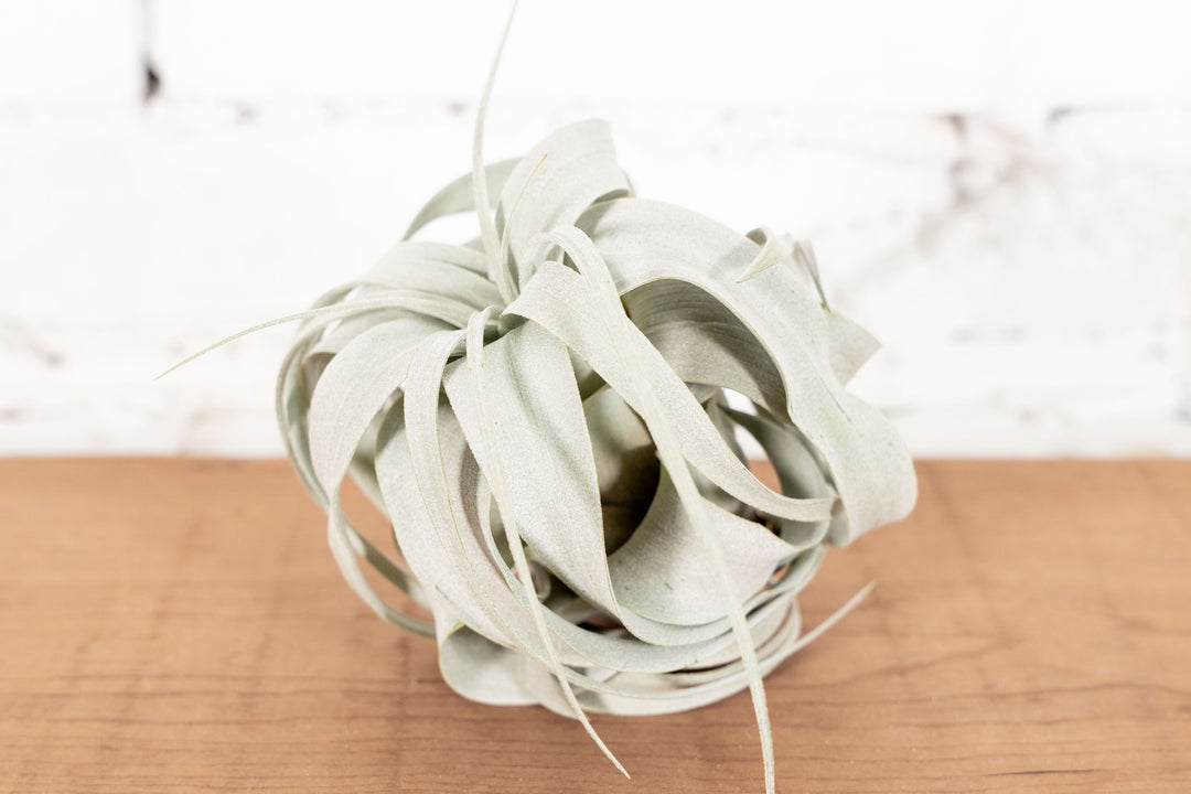 Tillandsia Xerographica Seedling Air Plant