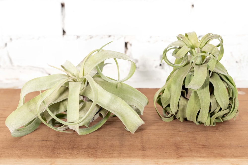 Tillandsia Streptophylla Open and Curly Form Air Plants