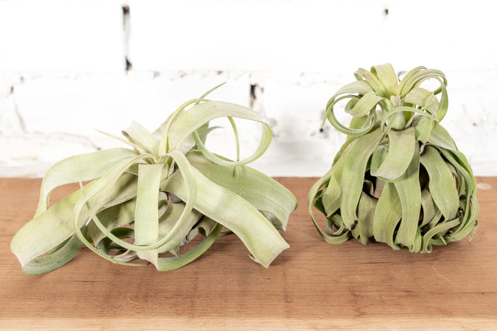 Open Curly and Tight Curly Tillandsia Streptophylla Air Plants