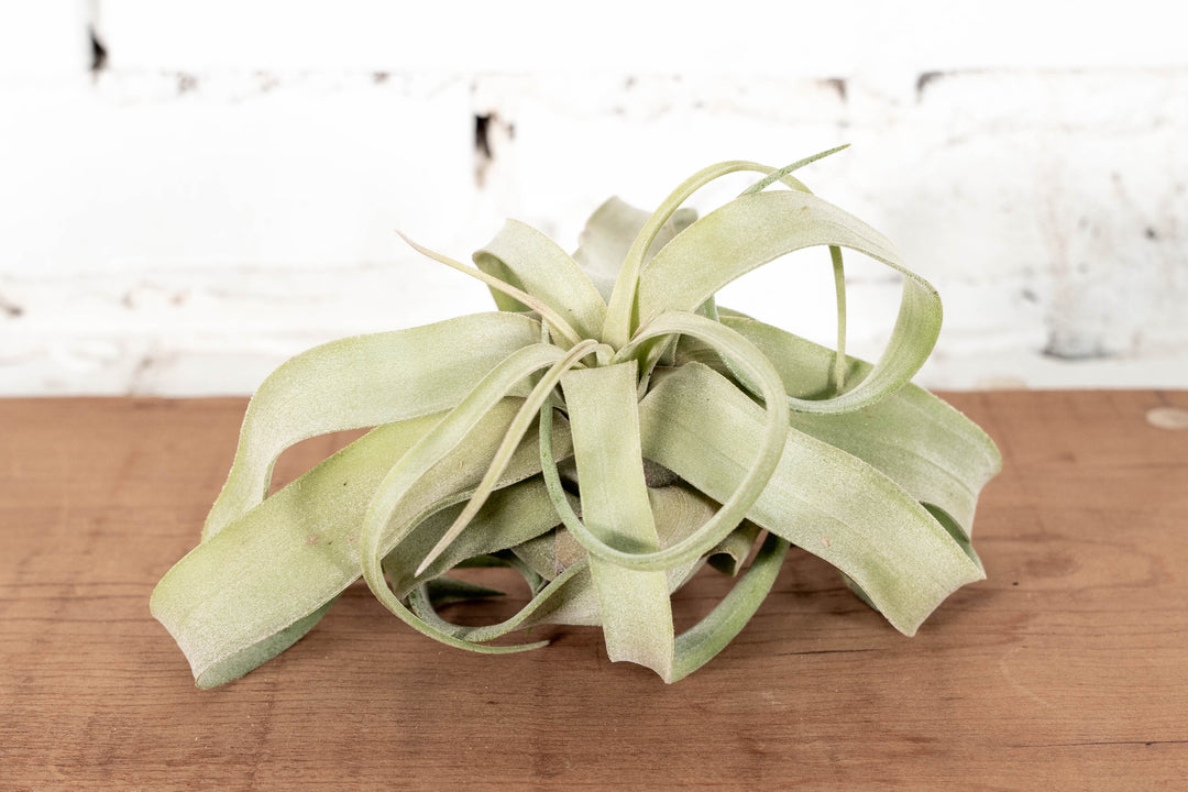 Open Curly Tillandsia Streptophylla Air Plant