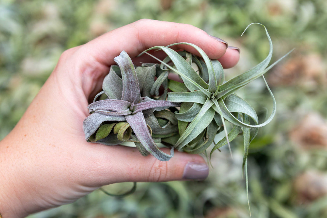 Hand Holding 2 Small Curly Tillandsia Streptophylla Air Plants