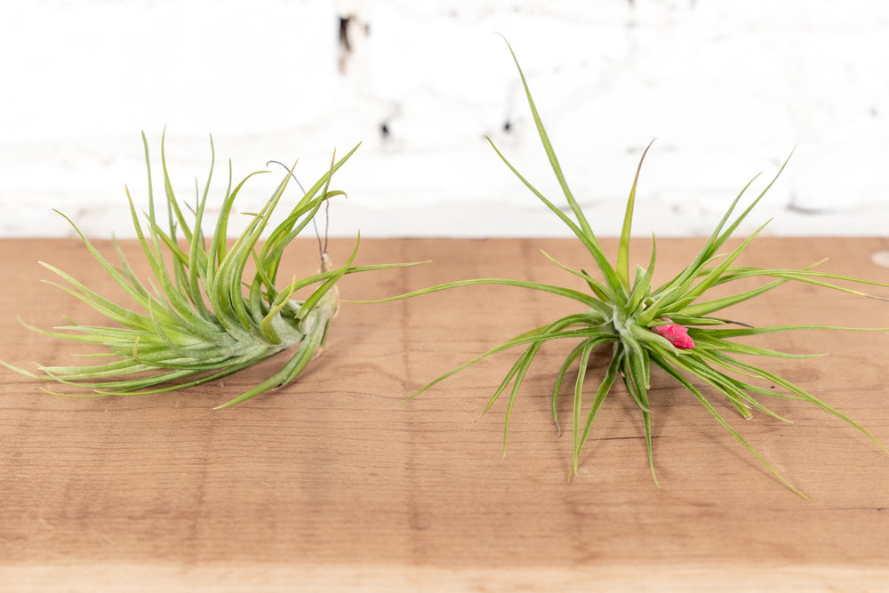 2 Tillandsia Montana Air Plants